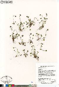 Saxifraga hyperborea image