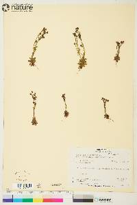 Saxifraga adscendens image