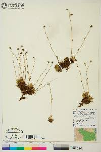 Saxifraga cespitosa image