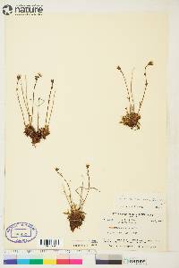 Saxifraga sileneflora image