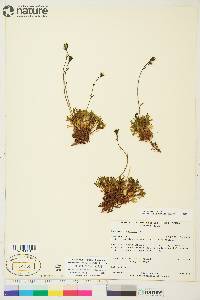 Saxifraga cespitosa image