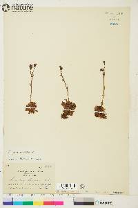 Saxifraga groenlandica image