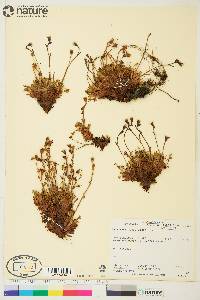 Saxifraga cespitosa image