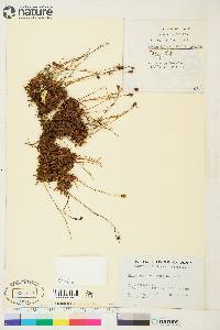 Saxifraga cespitosa image