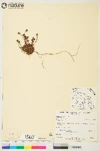 Saxifraga cespitosa image