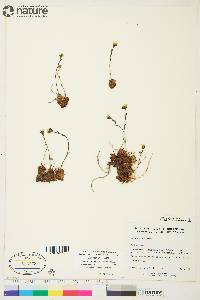 Saxifraga cespitosa image