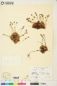 Saxifraga monticola image