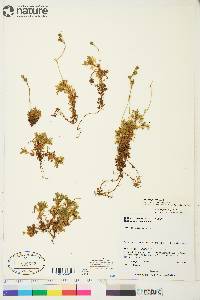 Saxifraga cespitosa image