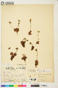 Saxifraga cespitosa image