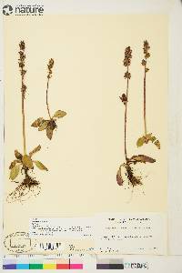 Saxifraga hieraciifolia image