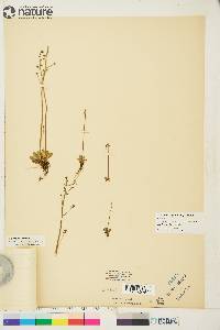 Micranthes foliolosa image