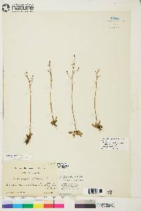 Micranthes foliolosa image