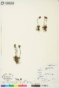 Saxifraga nivalis image