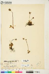 Saxifraga nivalis image