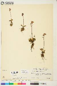 Saxifraga nivalis image