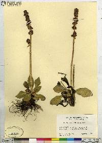 Saxifraga hieraciifolia image