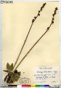 Saxifraga hieraciifolia image