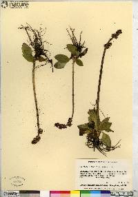 Saxifraga hieraciifolia image