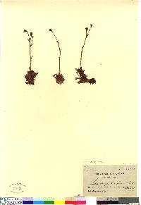 Saxifraga decipiens image