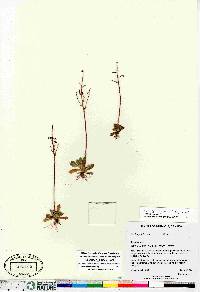 Micranthes foliolosa image