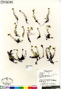 Saxifraga aizoides image