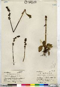 Saxifraga hieraciifolia image
