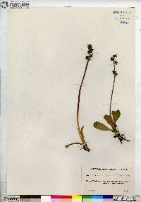 Saxifraga hieraciifolia image