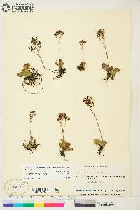 Saxifraga reflexa image