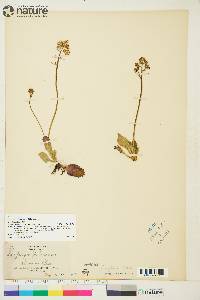 Saxifraga reflexa image