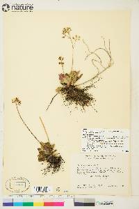 Saxifraga reflexa image