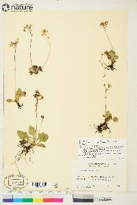 Saxifraga reflexa image