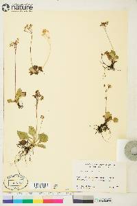 Saxifraga reflexa image