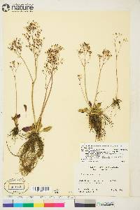 Saxifraga reflexa image