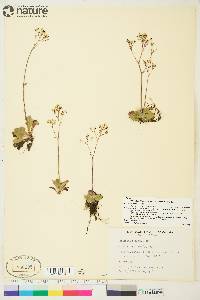 Saxifraga reflexa image