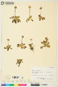 Saxifraga reflexa image