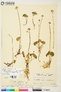 Micranthes nelsoniana subsp. nelsoniana image