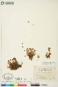 Saxifraga rivularis subsp. arctolitoralis image