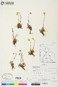 Saxifraga hirculus image