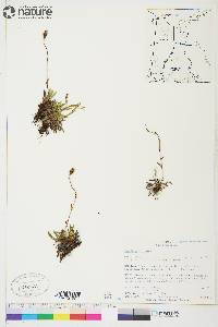 Saxifraga hirculus image