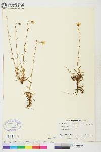 Saxifraga hirculus image