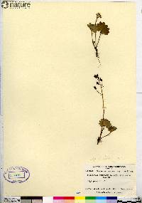Micranthes porsildiana image