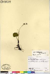 Micranthes nelsoniana subsp. nelsoniana image