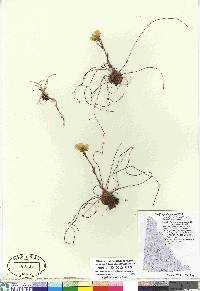 Saxifraga flagellaris subsp. setigera image