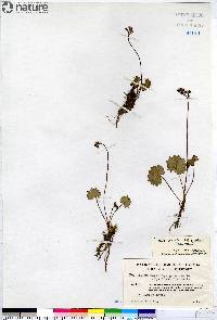 Micranthes porsildiana image