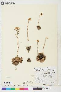 Saxifraga paniculata image