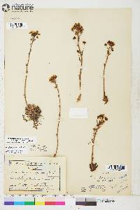 Saxifraga paniculata image