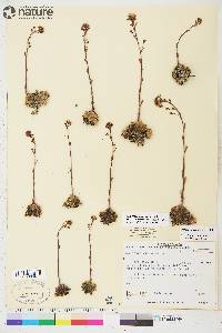 Saxifraga paniculata image