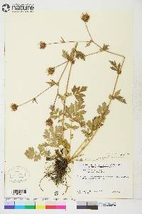 Geum aleppicum image