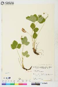 Fragaria vesca subsp. americana image