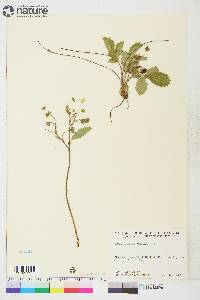 Fragaria virginiana subsp. glauca image